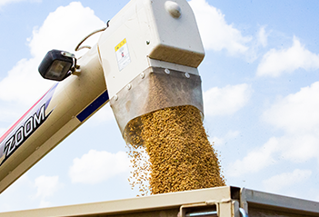 夷隅産コシヒカリ